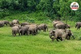 Chhattisgarh Elephant News