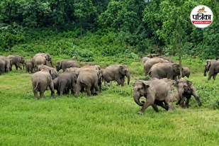 Chhattisgarh Elephant News
