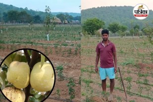 Jashpur Apple Farming