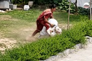 Pitbull Dog Attack
