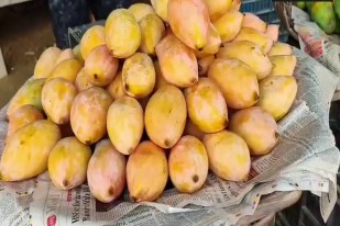 Dasheri mango