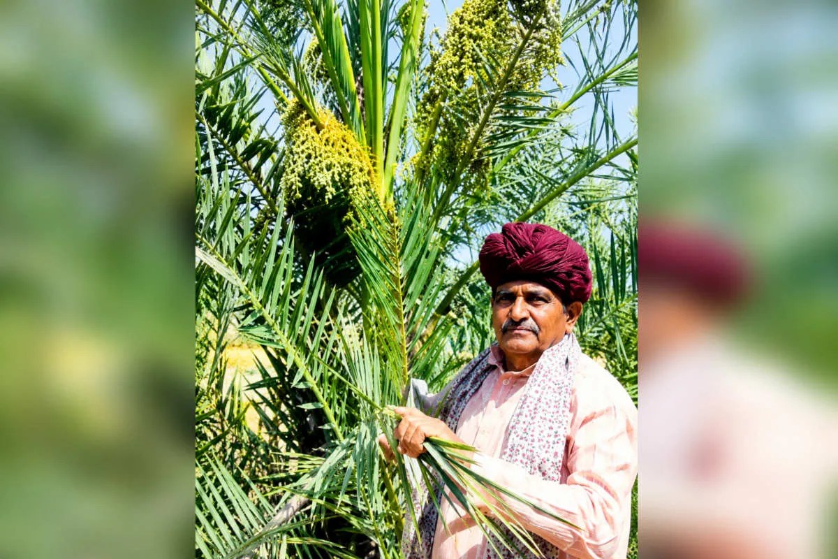 Date Palm Crop