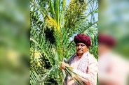 Date Palm Crop