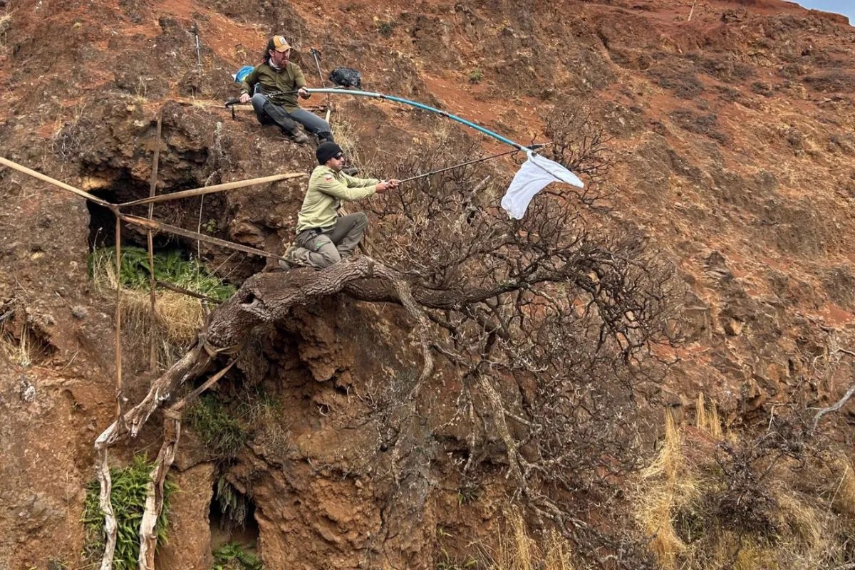Researchers collect seeds from the last Dendroseris neriifolia tree in Chile.