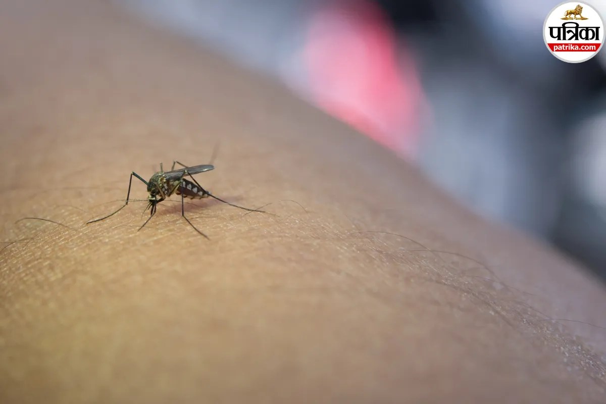 What is Dengue Fever,How Dengue Spreads,Dengue Virus Causes,