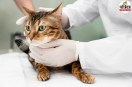 diseases caught from cats, can you get plague from cats, cat to human disease transmission,