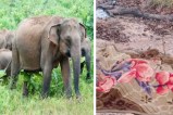 Elephants killed 2 man, Elephants in Koria