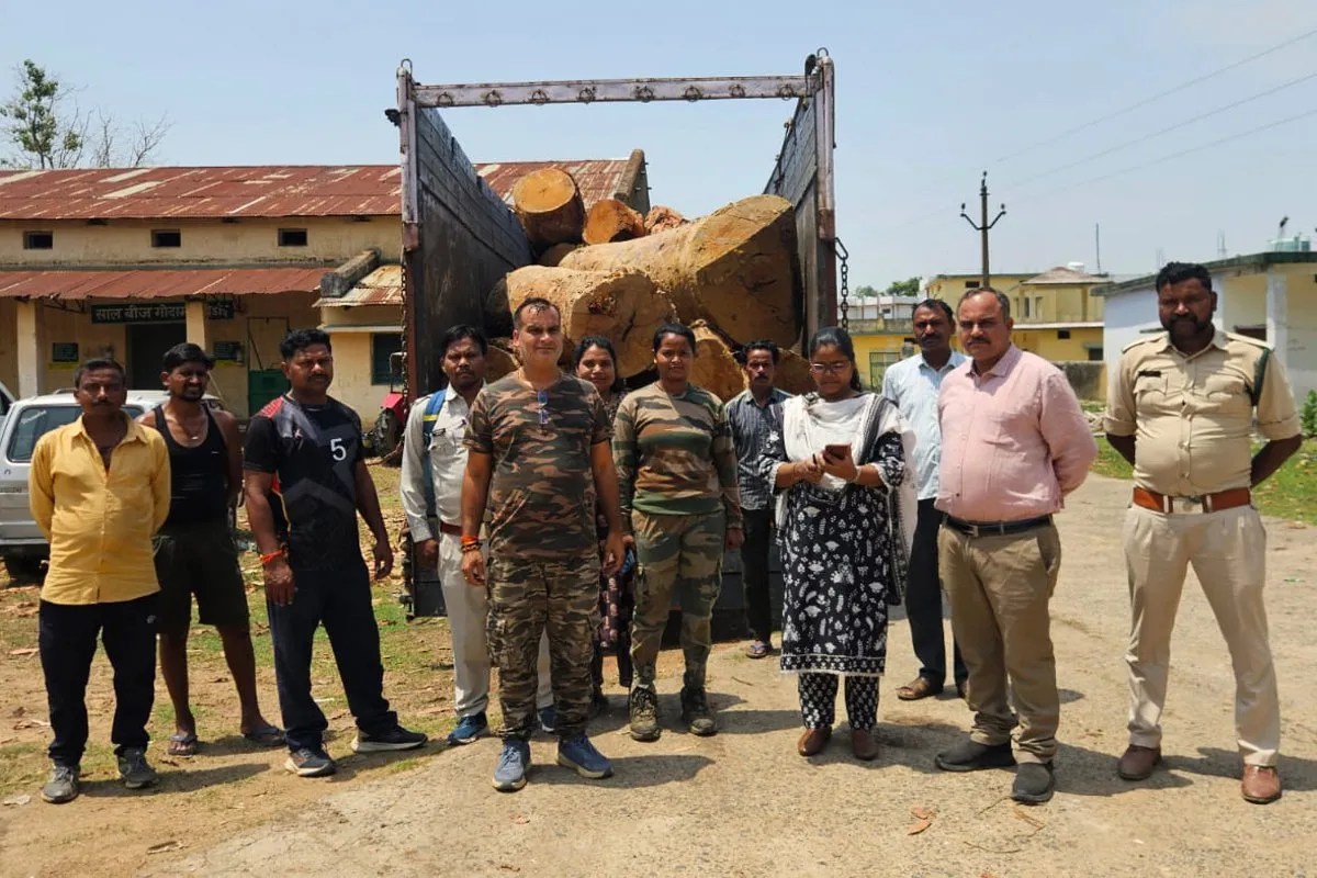 Wood smuggling in Koria