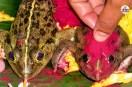 Indigenous Traditions Rajasthan