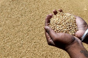 foodgrain stock