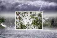 MP Weather forecast