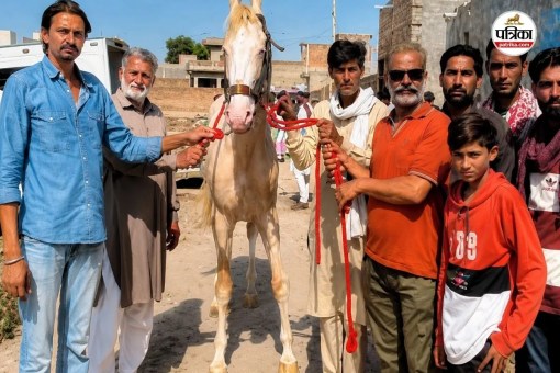Marwari Golden King Horse Hanumangarh Rajasthan Sold Surat 70 Lakh