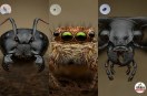 Extreme Close Up Insects, Wildlife Macro Shots