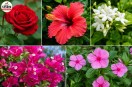 Monsoon Plant Care, Hibiscus, Jasmine , Bougainvillea, rose Growing Tips