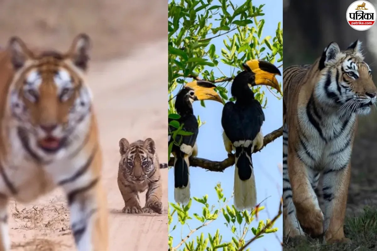 Monsoon Travel Guide 2026, Wildlife Safari Parks Closed