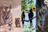 Monsoon Travel Guide 2026, Wildlife Safari Parks Closed