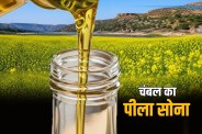 Morena Mustard oil bumper demand