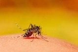 Google Wolbachia mosquitoes project.