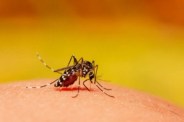 Google Wolbachia mosquitoes project.