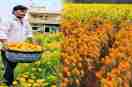 Dharmendra Kushwaha Success Story: गेंदे की खेती कर शुरु किया बिजनेस (Photo Source - Patrika)