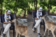 Satpura Tiger Reserve Video forest department official feeding poha to sambar deer suspended