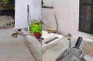 python found in home: सफलतापूर्वक रेस्क्यू कर जंगल में छोड़ा गया (Photo Source - Patrika)