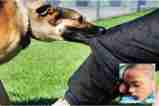 Dog bite In dewas: पांच वर्षीय मासूम पर कुत्ते का अटैक (Photo Source - Patrika)