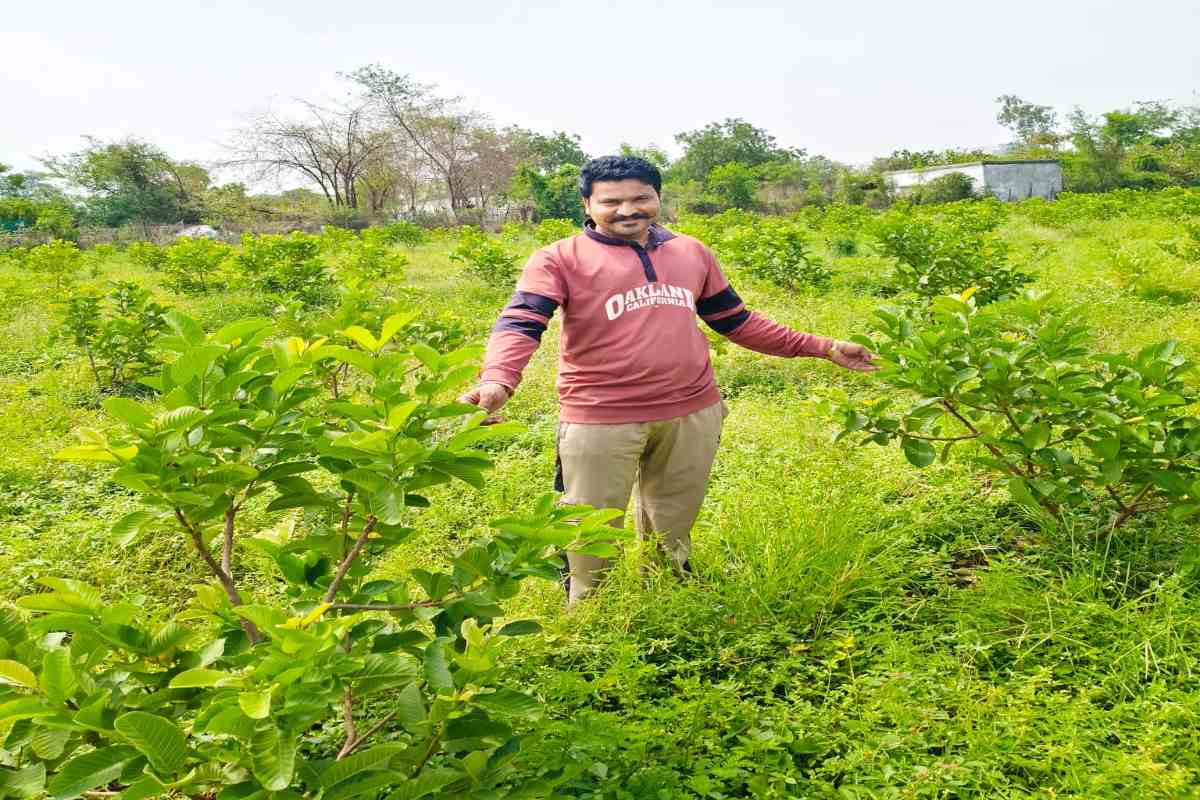 Organic farming of Diamond guava: जितेंद्र जैविक खेती की ओर कदम बढ़ाया (Photo Source - Patrika)