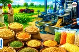 Sri Ganganagar Hanumangarh set up in Hi tech pulse processing unit 25 lakh Rupees Grant