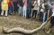 Python Rescue