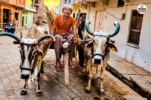 Dungarpur farmer disappointed Rajasthan Government Bull Incentiv Scheme Read ground report