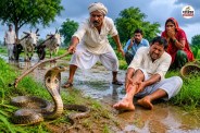 Rajasthan Snakebite symptoms What silent killer threat increases Jhunjhunu monsoon