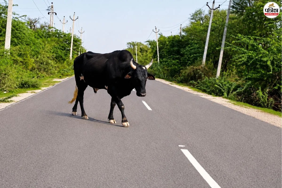 Holstein Friesian Bull