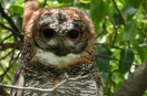 Rare Owl Spotted Rajsamand