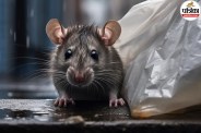 rat fever symptoms and prevention, leptospirosis causes and treatment, rat fever infection in monsoon,,