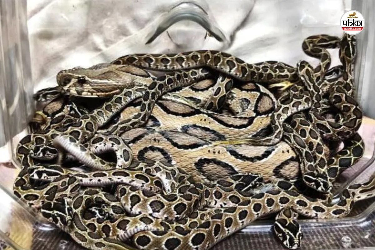 Udaipur 23 poisonous snakes found in a house commotion team carried out safe rescue