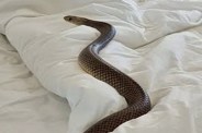 Snake bite
