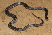 Snake bite