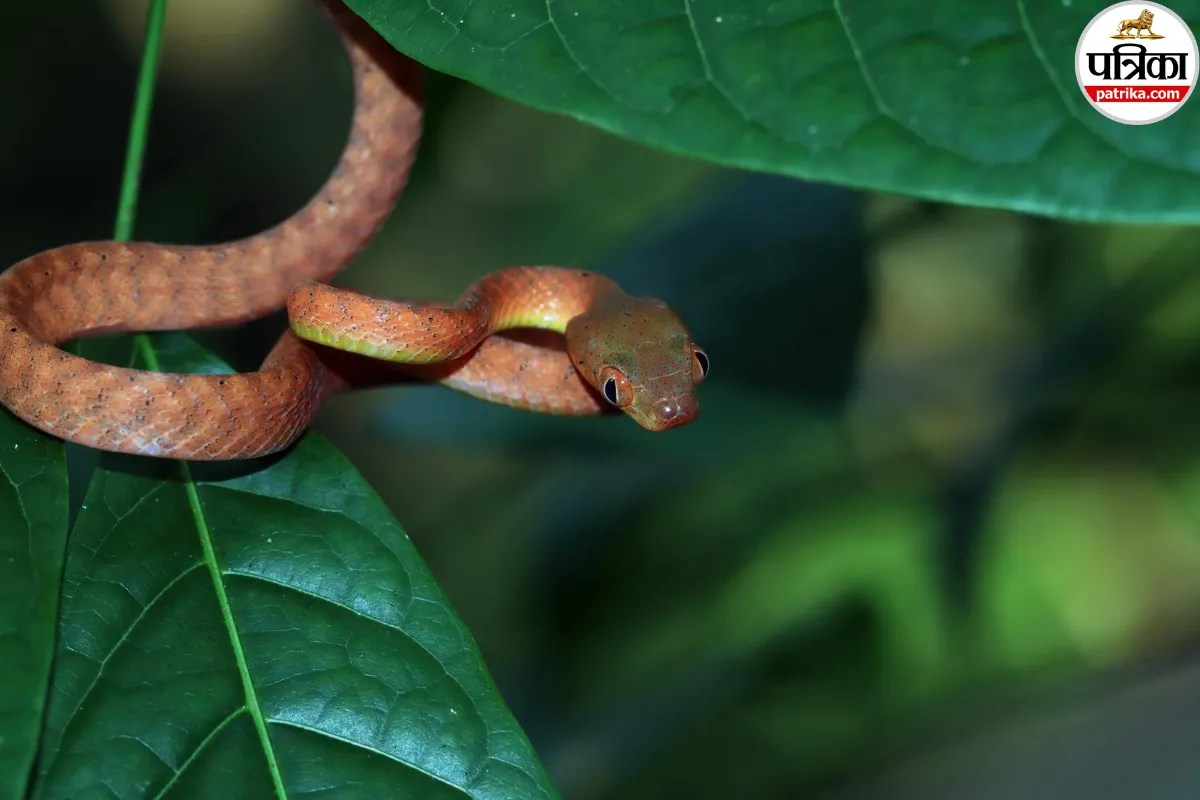 what to do after a snake bite, snake bite treatment anti venom, symptoms of snake bite envenoming,