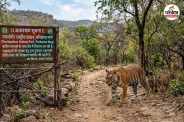Tigress spotted Trinetra Ganesh