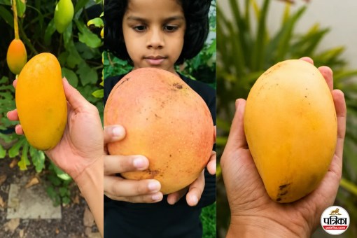 5 Best Mango Types, Famous Mango Varieties Globally
