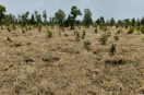 Two years ago, 100,000 saplings were planted across 90 hectares, hundreds of which have been damaged, and wild animals are also causing damage