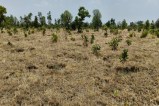Two years ago, 100,000 saplings were planted across 90 hectares, hundreds of which have been damaged, and wild animals are also causing damage