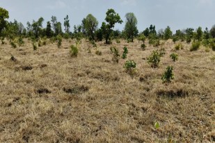 Two years ago, 100,000 saplings were planted across 90 hectares, hundreds of which have been damaged, and wild animals are also causing damage
