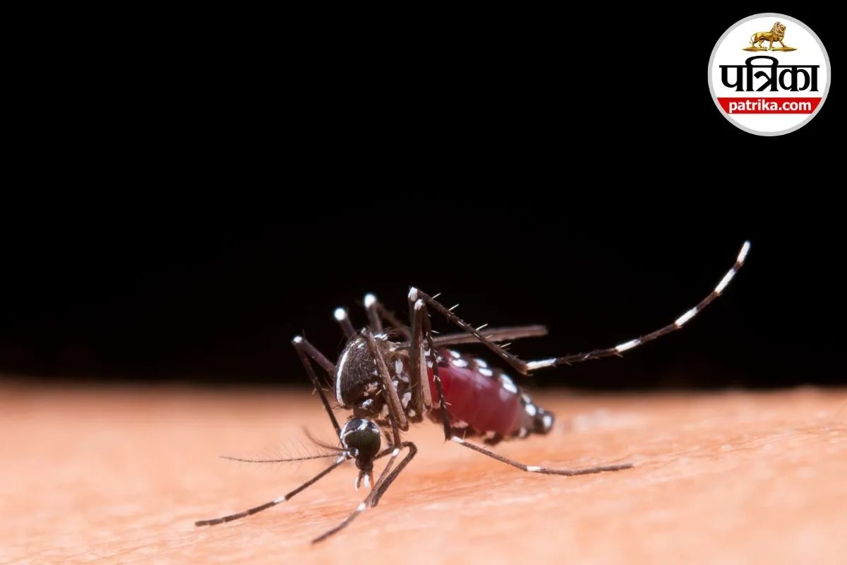 Severe Dengue Symptoms Dengue in Children WHO Dengue Guidelines