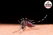 Severe Dengue Symptoms Dengue in Children WHO Dengue Guidelines