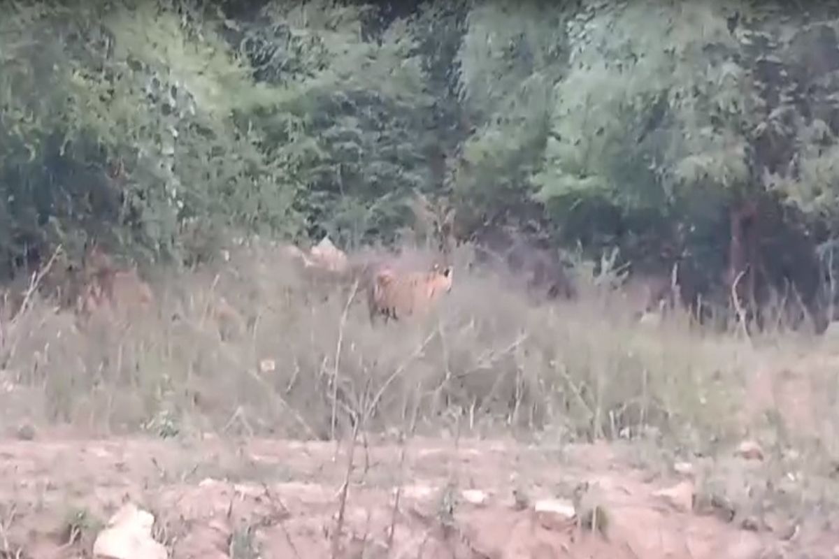 sariska tiger
