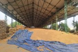 Sri Ganganagar. Piles of wheat are seen in the new grain market of Sri Ganganagar.