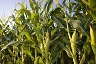 agriculture news ratlam