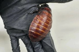 Illegal cockroach racket busted in Australia